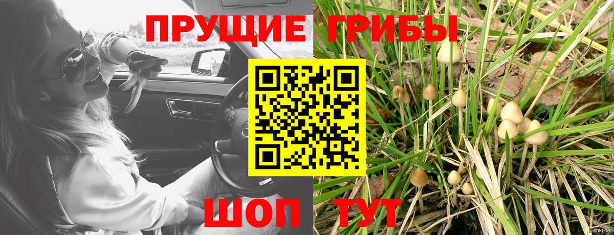 Галлюциногенные грибы Psilocybine cubensis Петропавловск-Камчатский